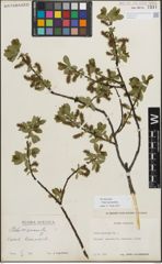 Foto von Salix myrsinifolia Salisb.